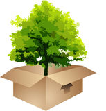 tree in box